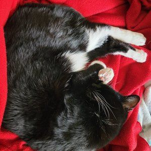 Meet your Posher, Anne